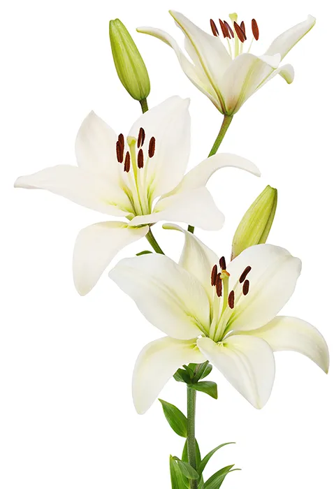 Livraison de fleurs à Nice et alentours