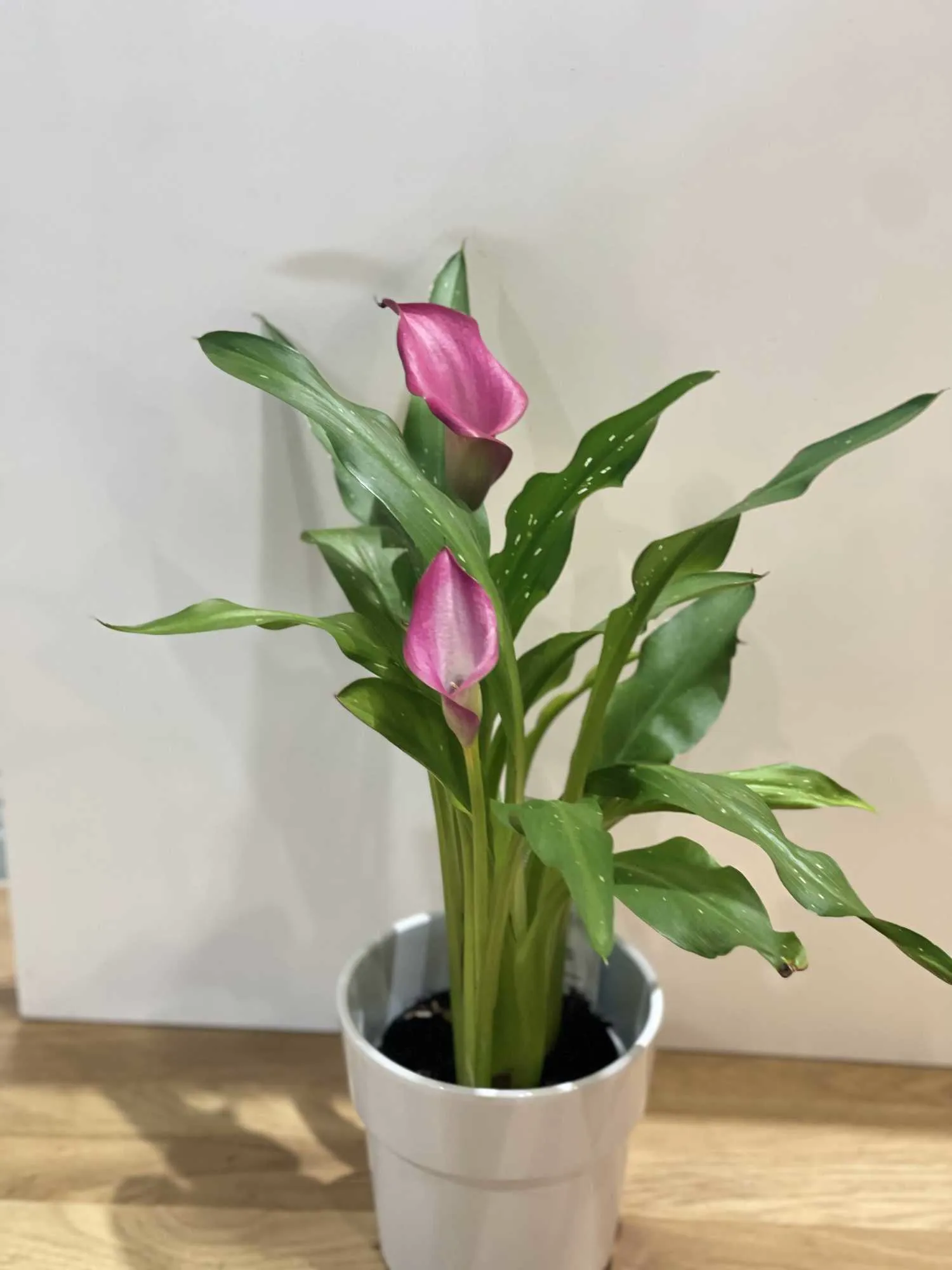 Composition florale - bouquet élégant