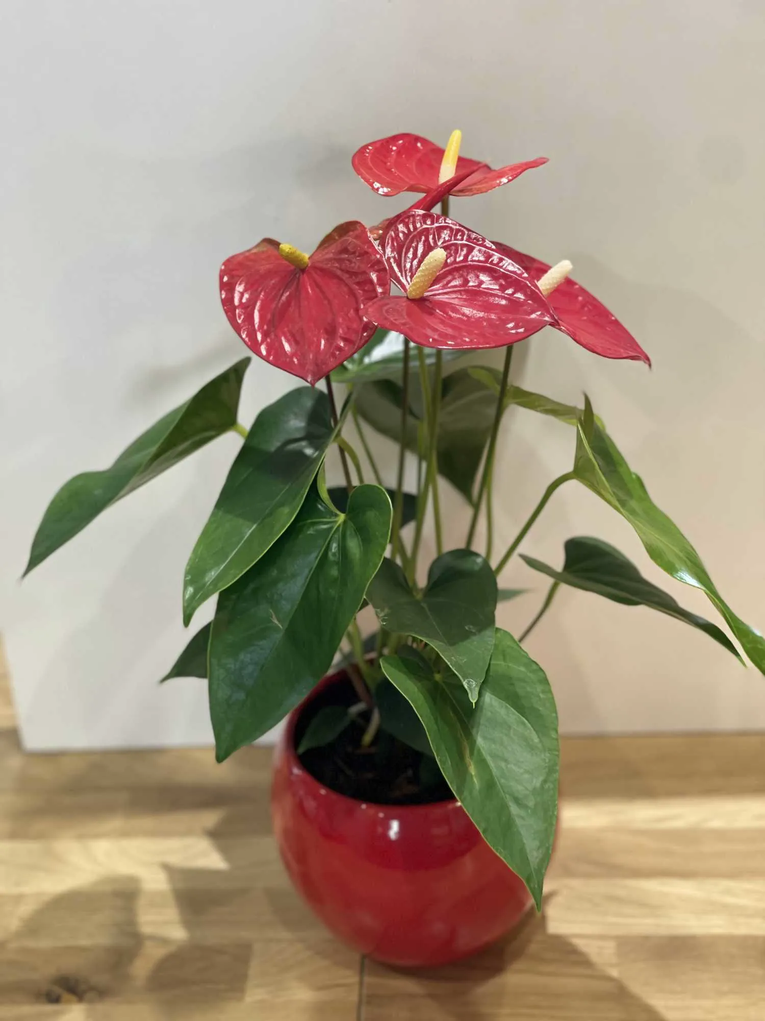 Arrangement de fleurs fraîches