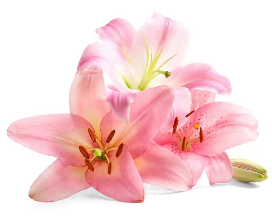 Boutique Les Fleurs Du Monde à Nice - compositions florales